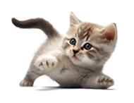 Animaltia - pet-sitting à Angers